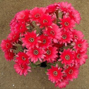 Meet your Posher, Marlene